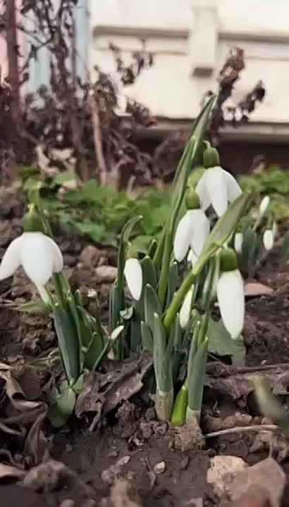 �������. �������. ��������� �� ������ �����������, �� � �����)