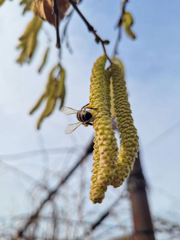 ������� �����������