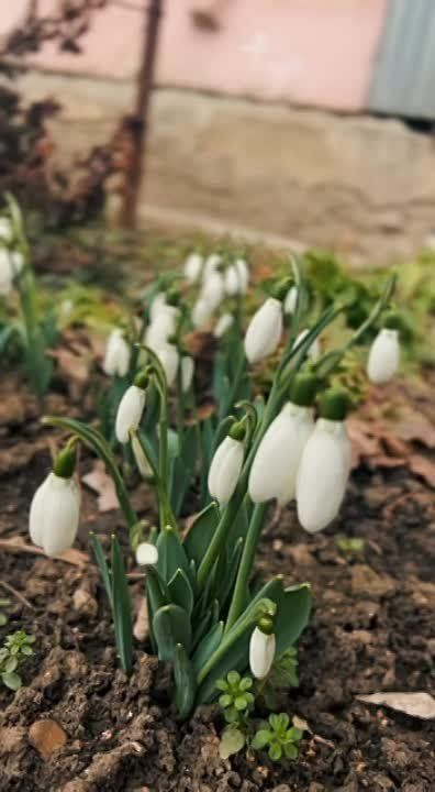 ������ ����. ������ ������. ������