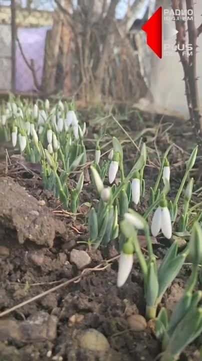 ������ �����������. ������������. �. �������