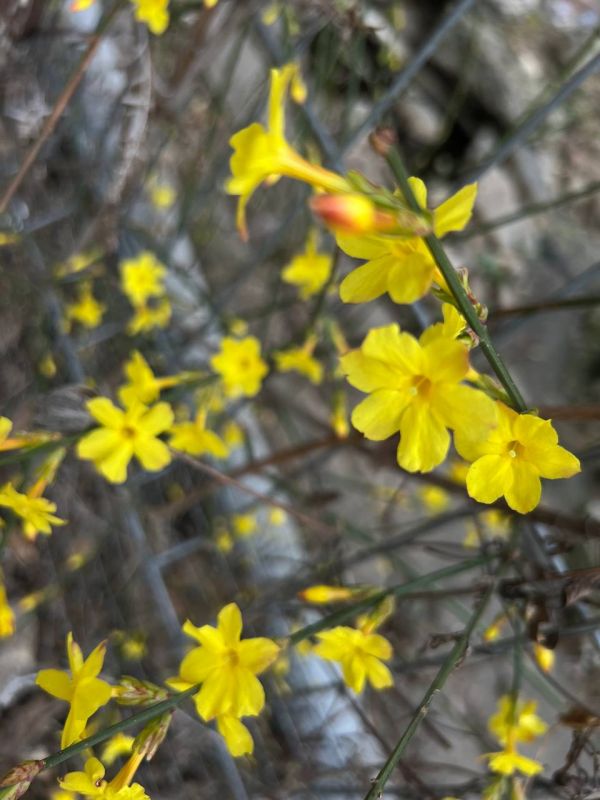 ������� �����, ��� �������� �����������