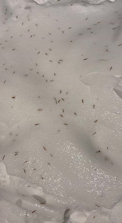 � ��� ��� ����������� �����������, � ������ ������� ������� �������