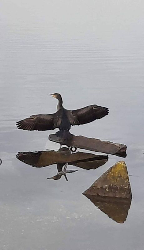 ������� ������������ ���. ������� ����� ������