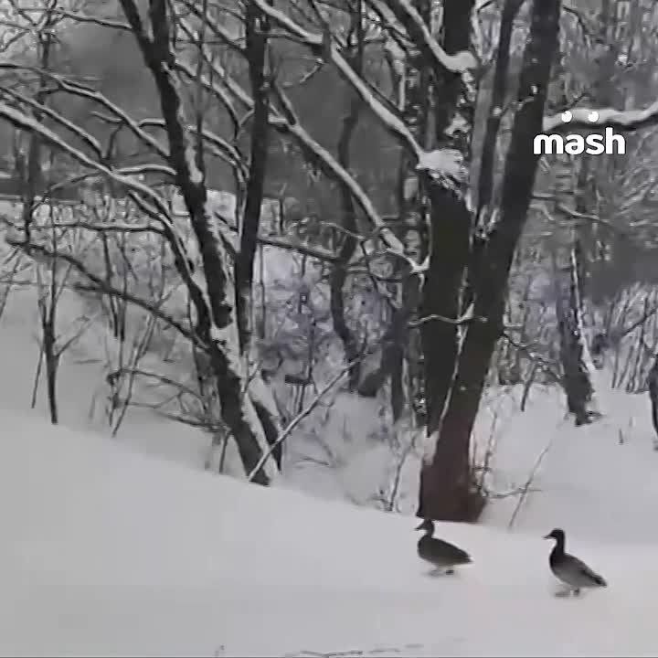 ������ ������� �� ���������� ������