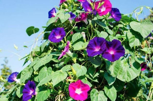 � ������ ����� ������ � ������ �� ����������� ������ �� ���� �������