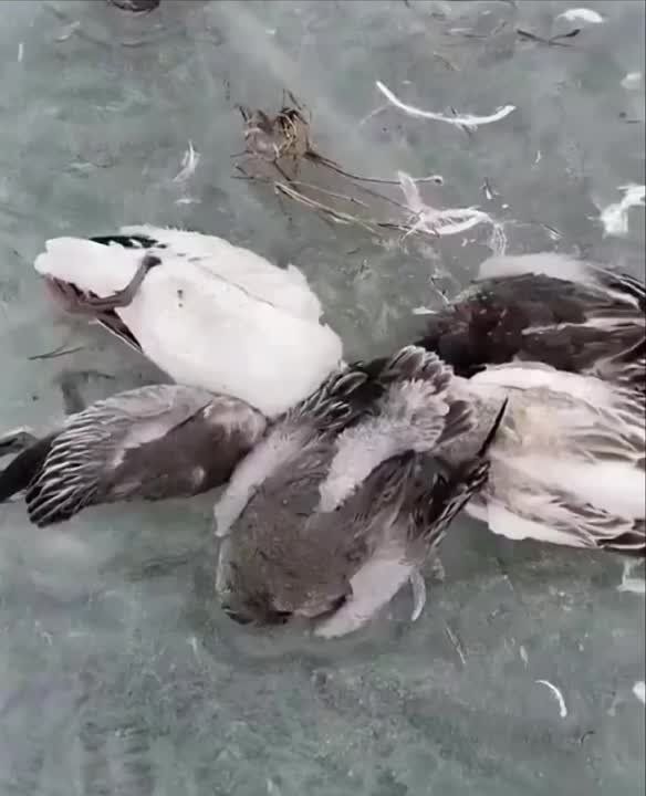 ������ �����: � ����� ����� ���������� �� 50 ��������