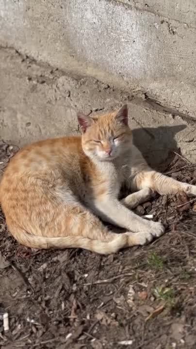 ����� �������� ���������� ����� �������� ����� ������