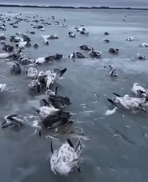 � ����� ����� ������� � ��