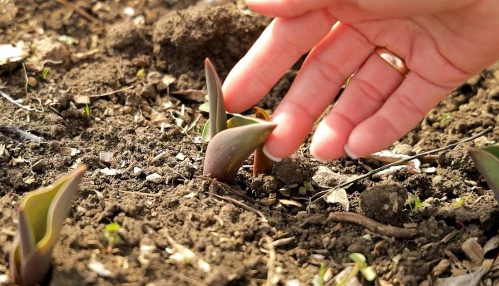 ����������� ���� � ����������� ������ ������ �����