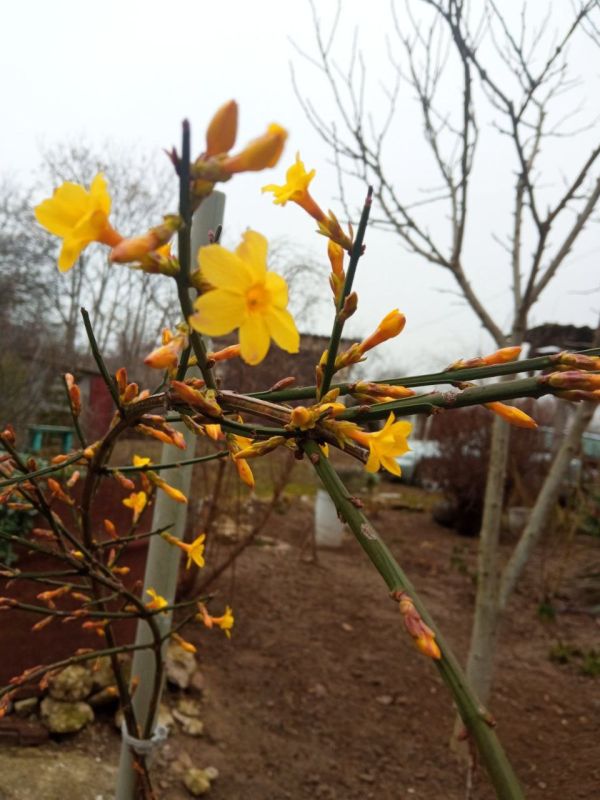 � ���������� ������ ��������