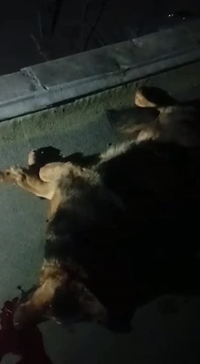 Ƹ����� ����� �� �������. ������� ���-�� ������ � �����������, ��� ����� �� ������ �������� � �������