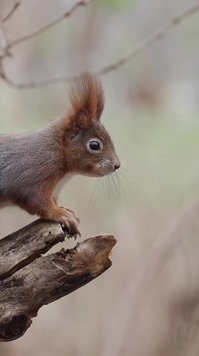 ���������� �����-������ ������� ������� ���������