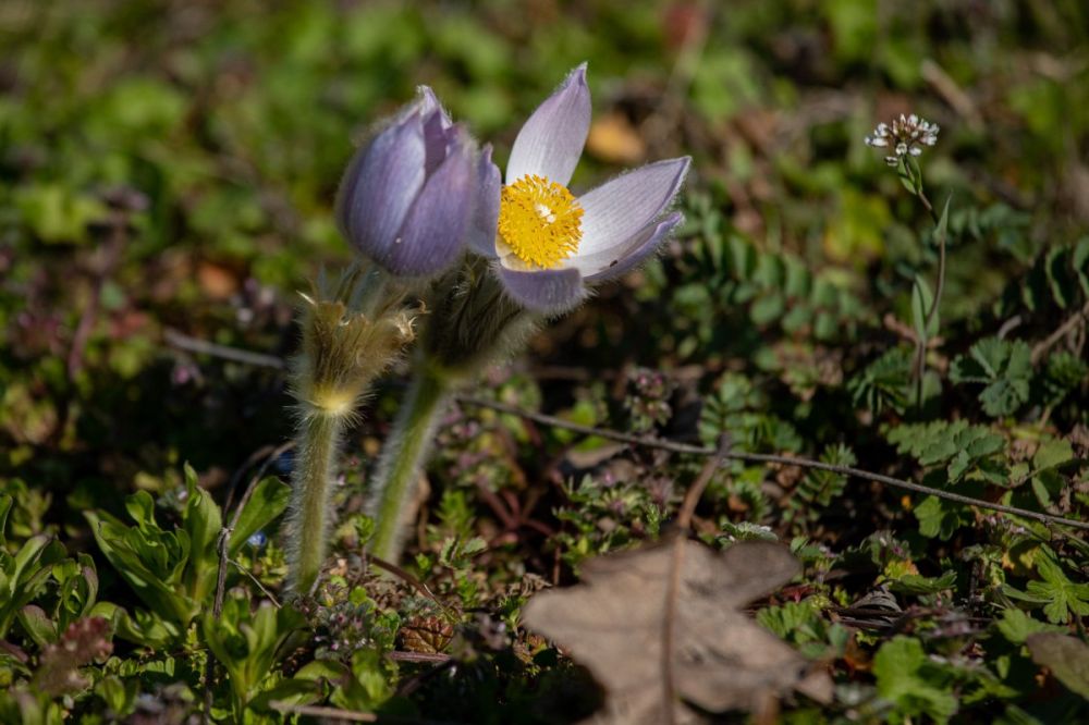 � ��������� ���������������� ������� ������ ������ ��������-������������� �������� � ������ ������ � ������ �������������, � ����� ��������� ������������