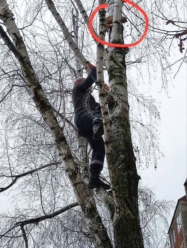 ������ ����. ���������� ��������-������������� ������������� �. ������������ 28 ������� ����� � �������������� ����� ������. ����� ��������, ������� ������, �������� �� ������ ��� ���. ������������� ������ ���� ���������� �� ������� � ����������