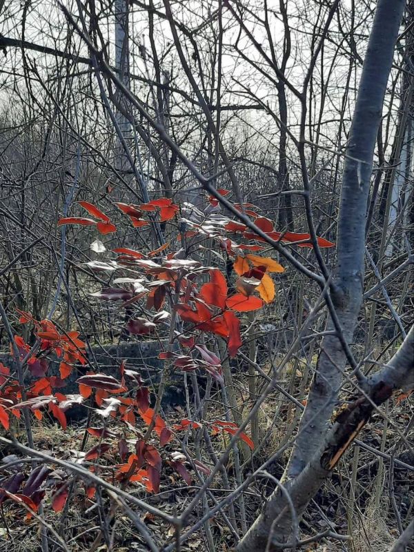 ������������ ������� ������