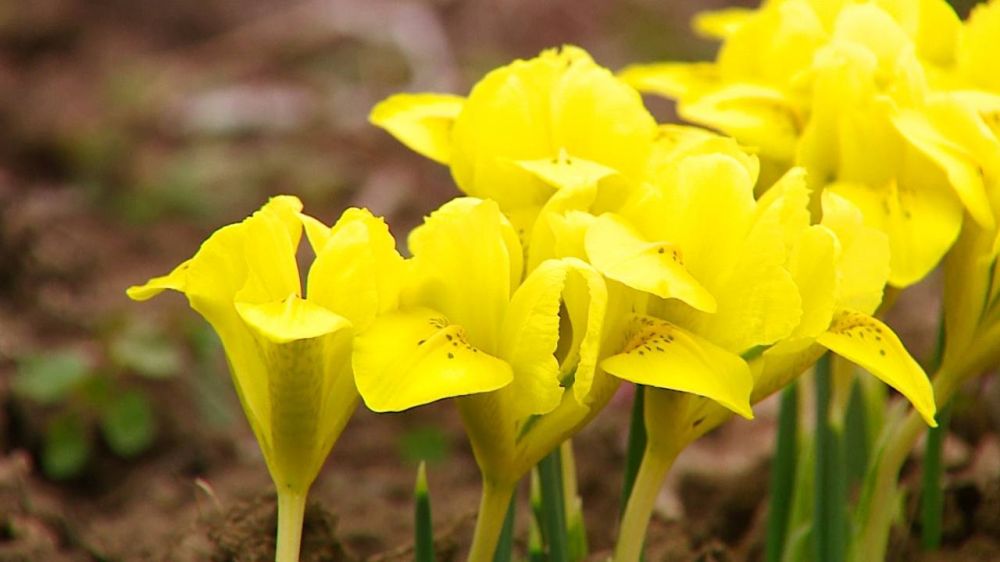 � ������������ ���� �������� �����������, ���������, ������ � �������� ����