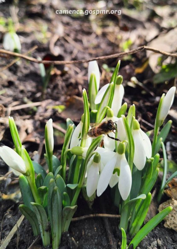 ������ ��� ����� �� ������