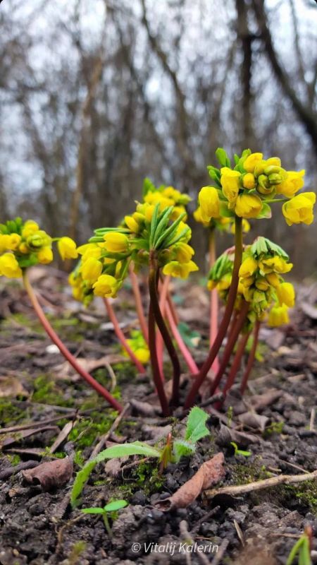 ����������.. ���� ������� ��������