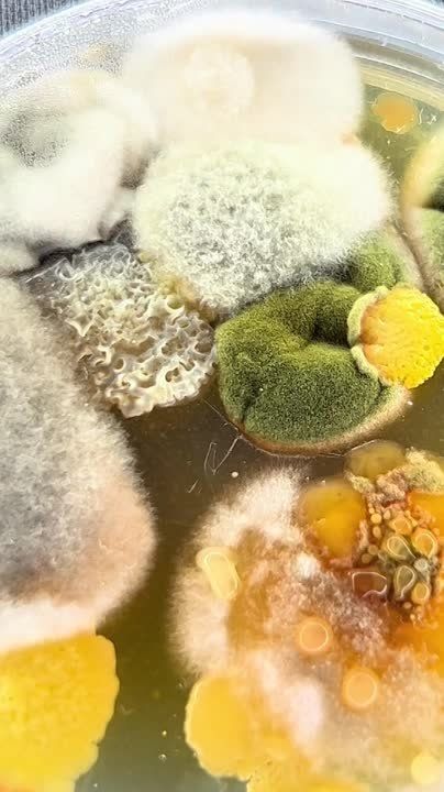 �������� ������� �������, ������� ������� � ����������, ��� �����������