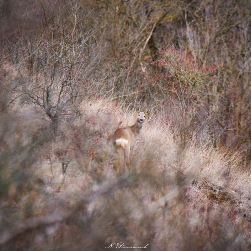 ������ ������� ��������� � ��������� �� ��������: