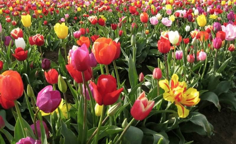 25 ����� �������� � �������� �� ������� ������