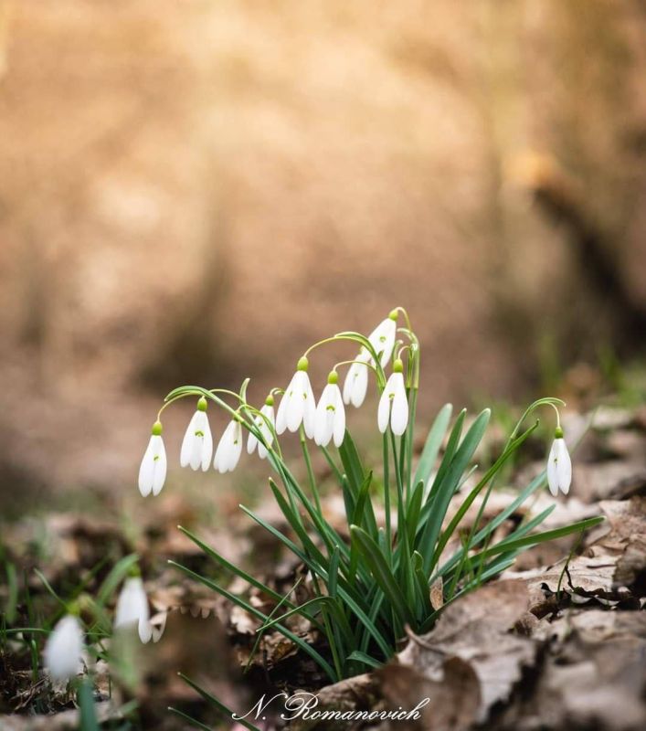 �������� ������ - ������, ������� �������� ������ ������� ���������