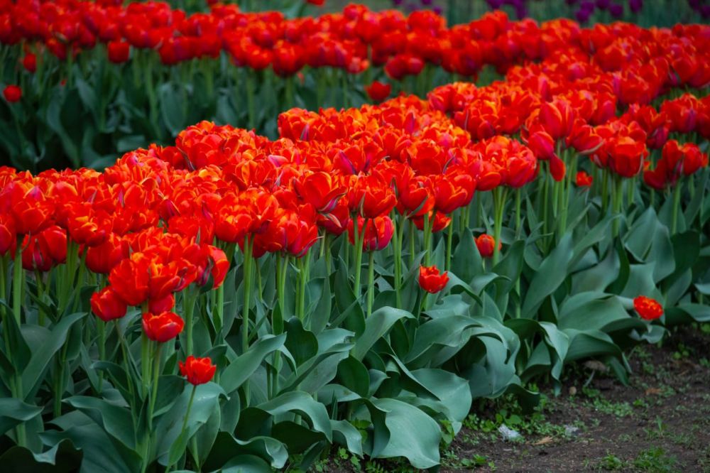 ��������� �� �������, ���� ���, ��� ����� ��������� �����