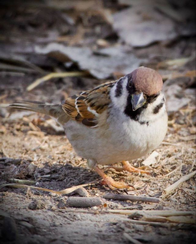 ������!. ���� ������ ����������