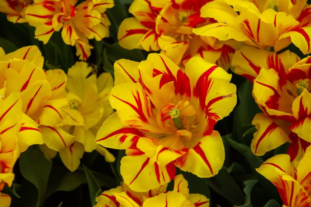 ���� ������ �����, ��� � �������