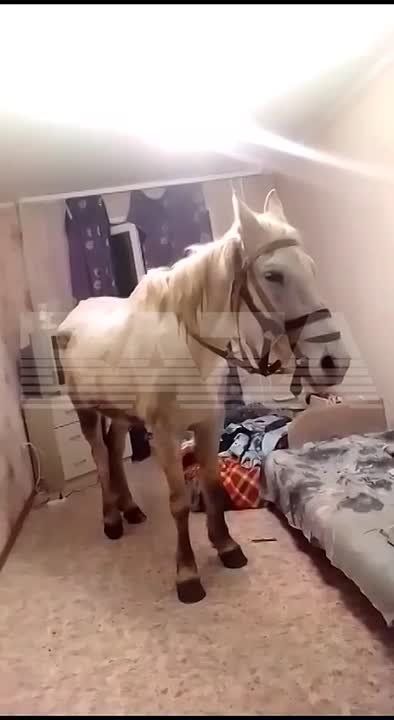 ����, ��������, 8 ����� � ��� �������. ��� ������ � ���� ���� �����