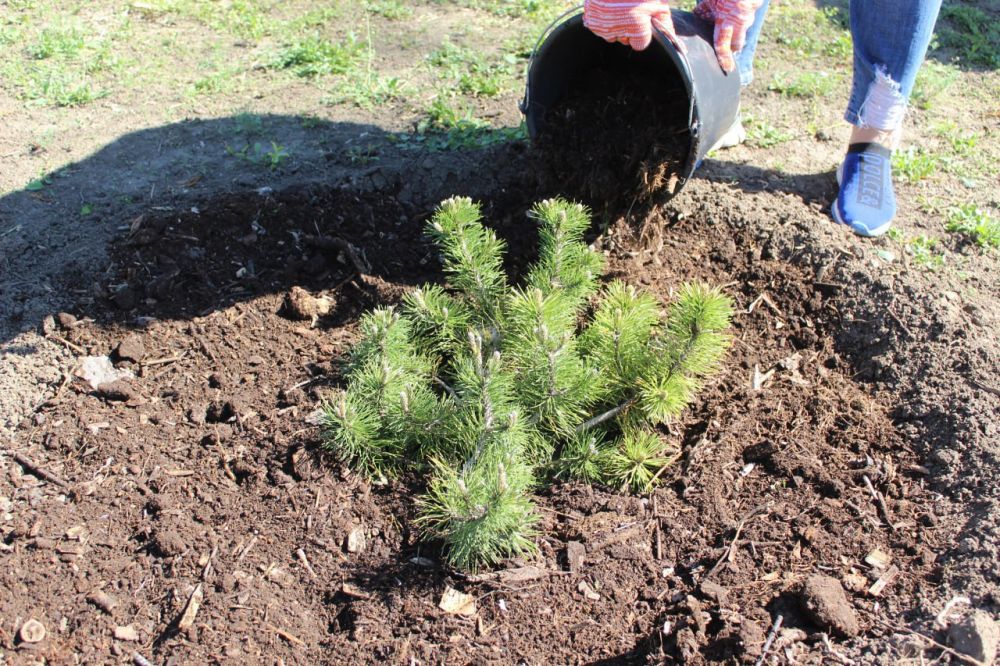 � ������������ ���� ����������� �������� 30 ����� ������� �����, 53 ���� �������� � ��� 227 ����������� ������ �����