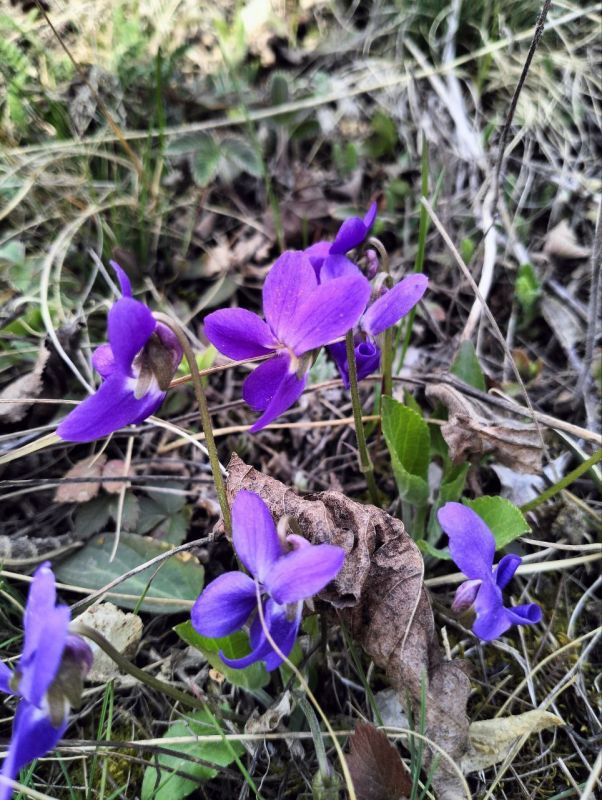 ����� �� ������ �������������