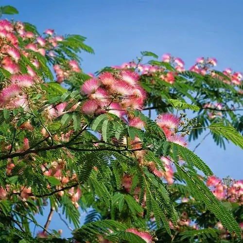 ������� ����� � ��������� ������� 5 ������ ������, 2 ����� �������, 5 ������ ��������� ����������, ���������, �������� (��� �� ����) � ��������