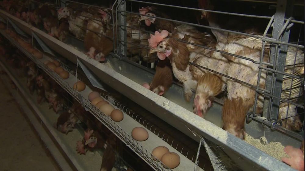 ����� 65% ����, ��� ����� ��� ������������ �������� � ���, ��������������� ������������� ��������� �������� � �������