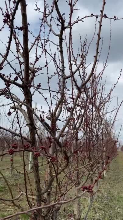 ������������� ����� �������� ��� ���������� ������� � ������������ �������