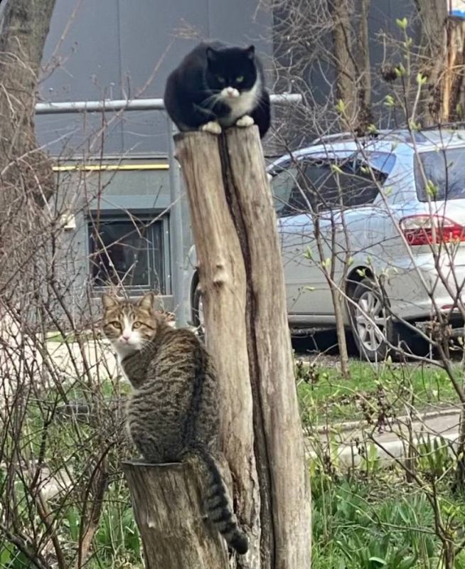 ���������� ����