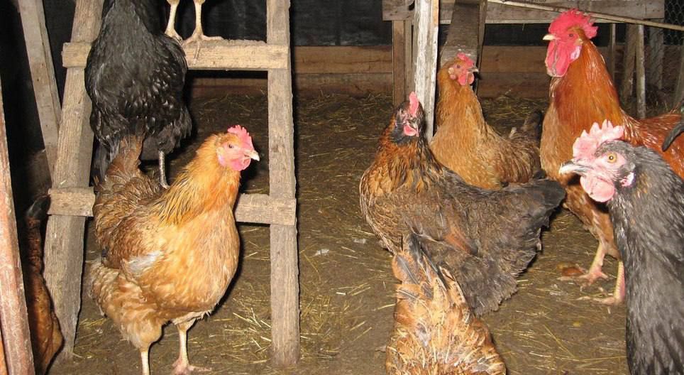 ����� � ����������: ������ 26 ���