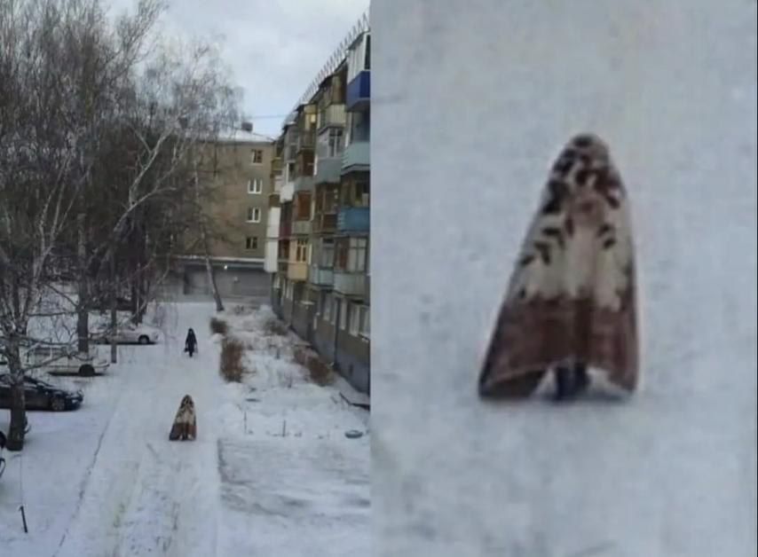 � ���������� ������ �� ����� ������� ���������� ����