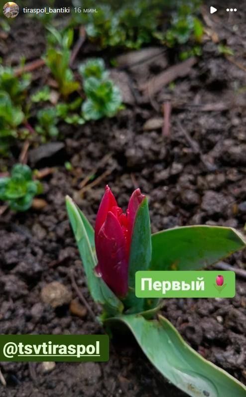 � ��������������� ����������� ������������ ������ ��������