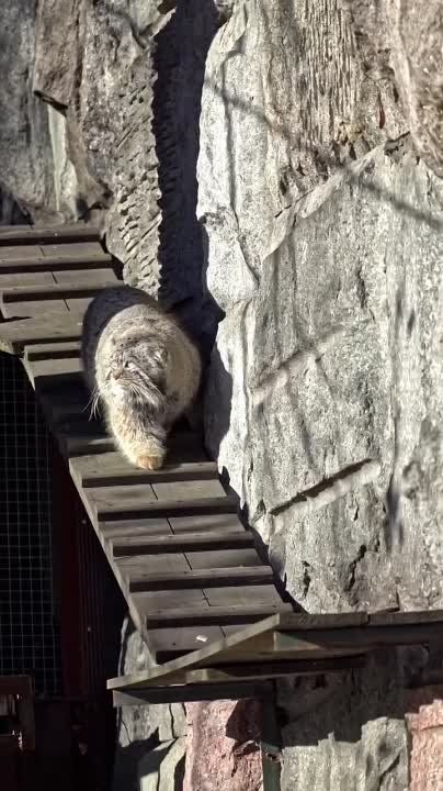 ����� ������ ������� �������