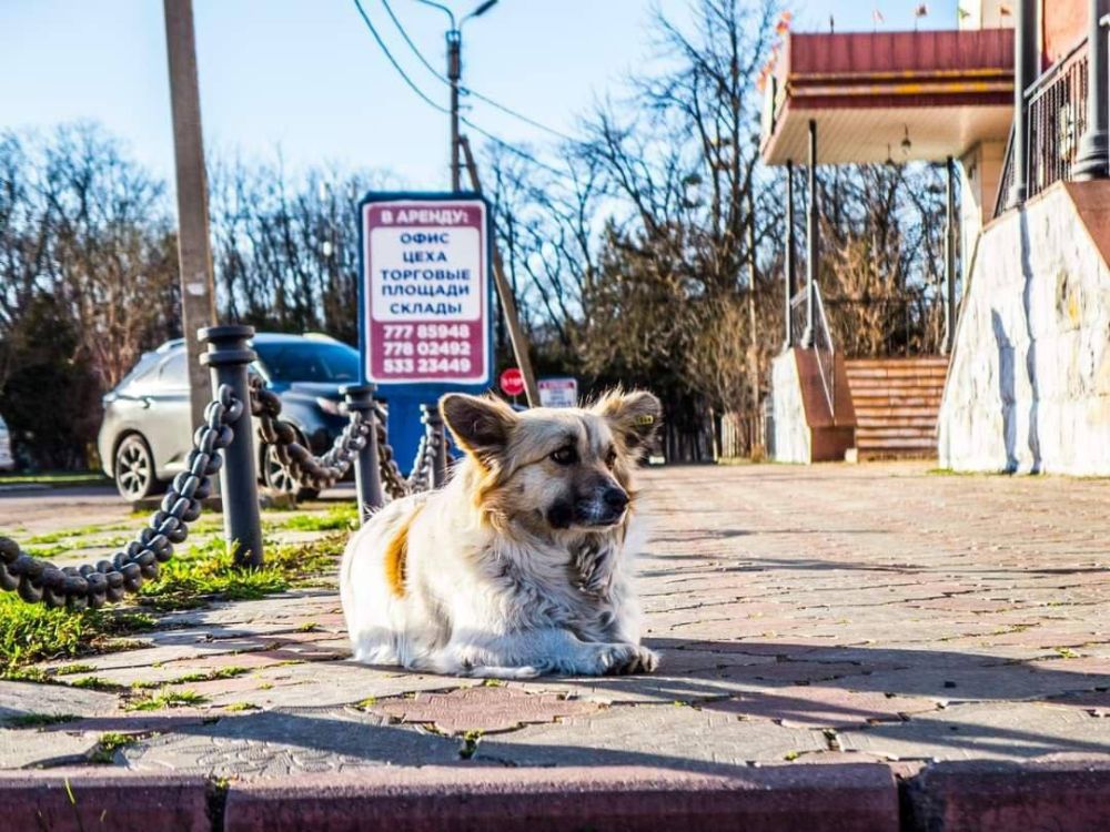 ��� �������� ���������