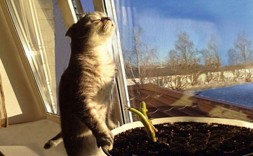 � �������� ��������� ������ �� +18��