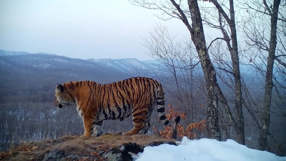 ���� ����� ����������� � ����� �� ����������� � ��������