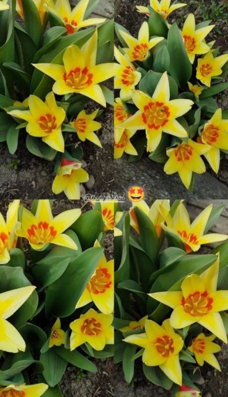 � �������� ������������� ������������ �������