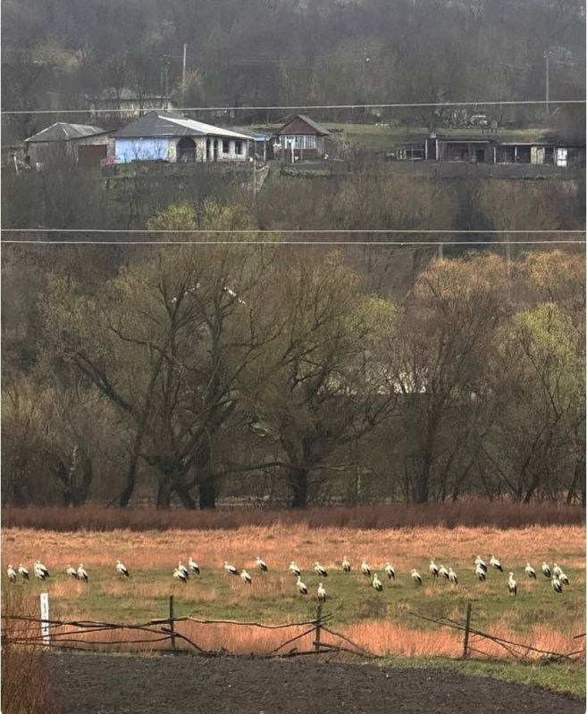 ����� ���-�� ��������� � �����������