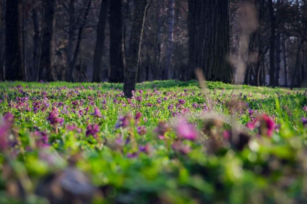 ��������� ����. ���� ������� ��������