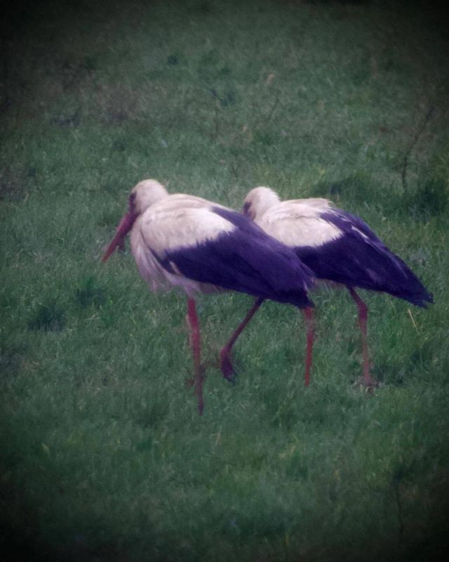 ����������� ������.. ���� ������ ����������