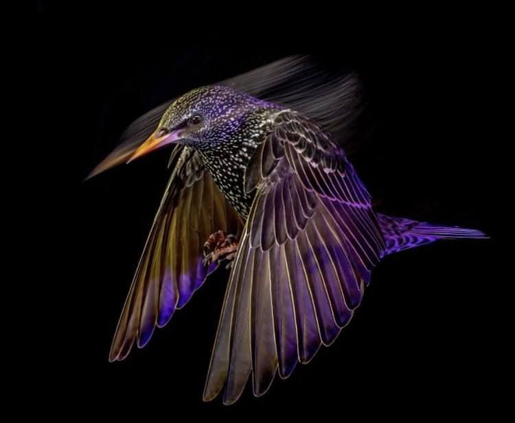 ���� ������������ ������� ����� ������� British Wildlife Photography Awards �������� ����������� 2024 ����