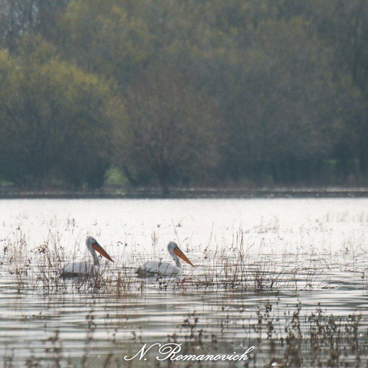 ��������� �������� ��������� �������� � ���������������