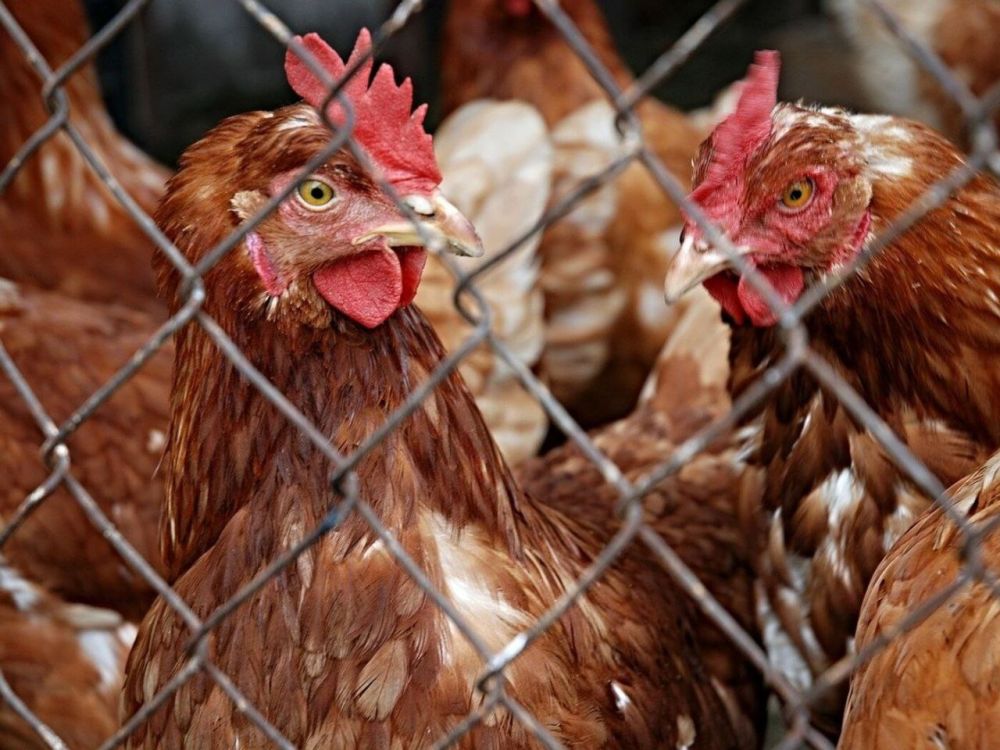 ������ �������� ������ ���������������� � ���� ���������� ������� �������